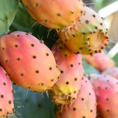 Apartamento Dimora La Pinta '700 *