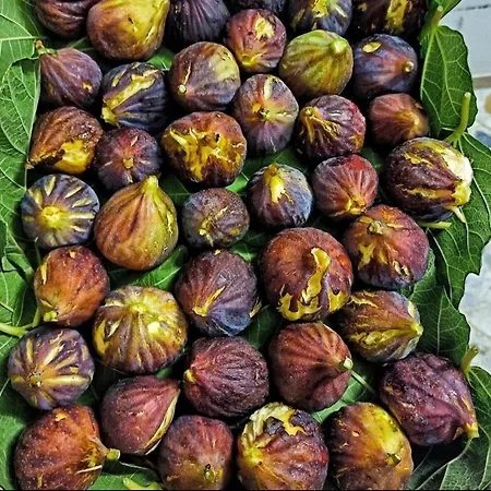 Daire Dimora La Pinta '700 Gallipoli